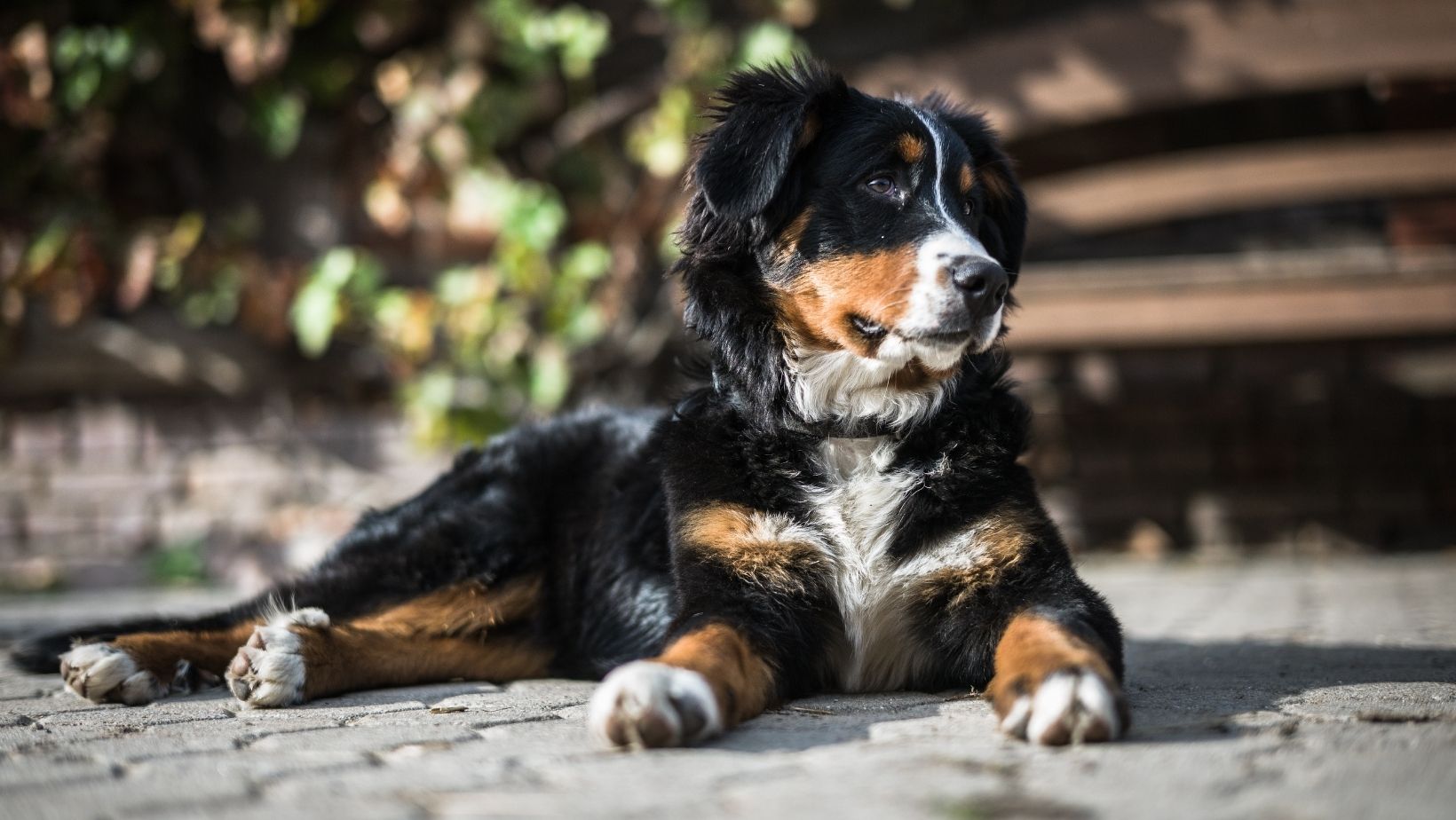Le Bouvier Bernois un chien Suisse